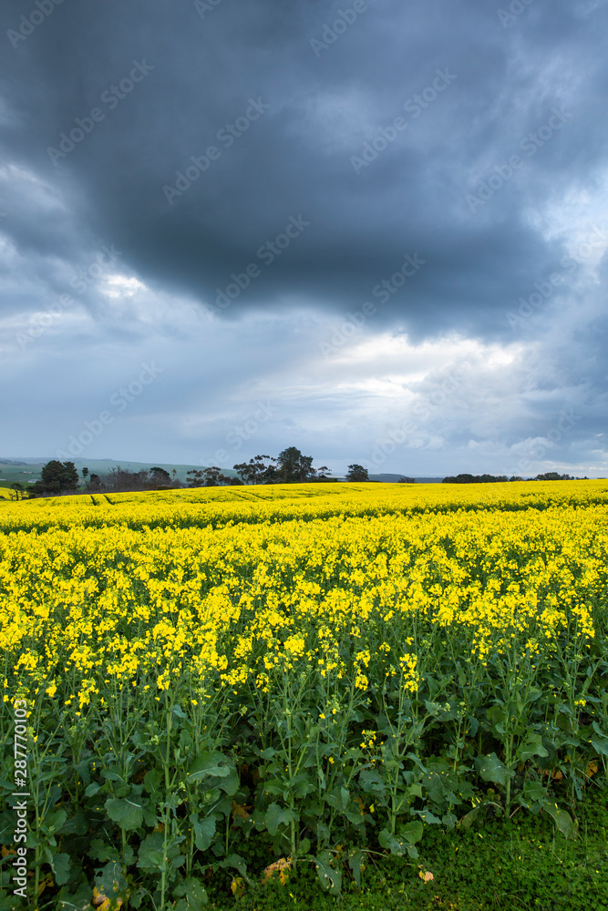 Canola Fields Under Stormy Sky