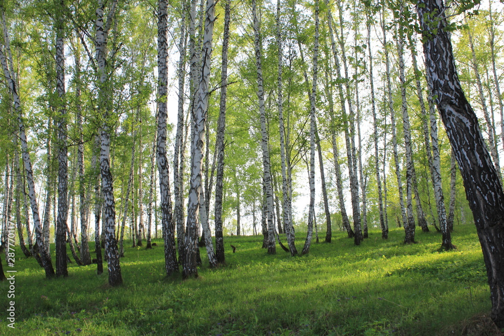 Obraz premium Nature