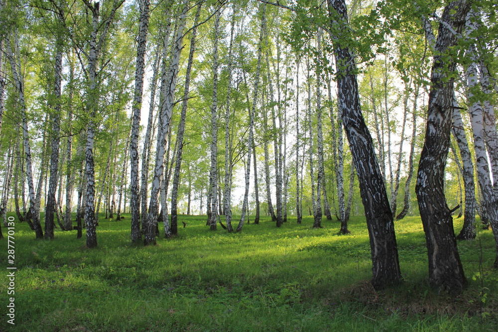 Obraz premium Nature