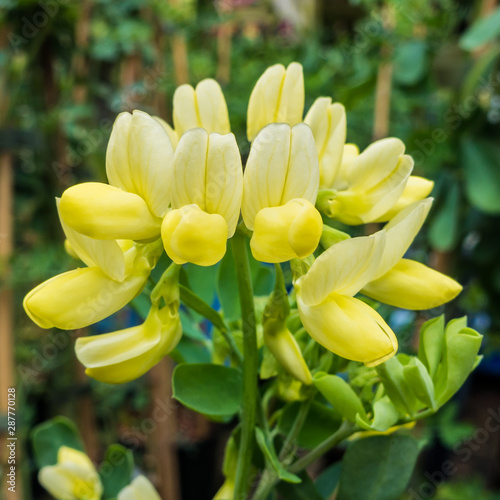 Coronilla Glauca Citrina