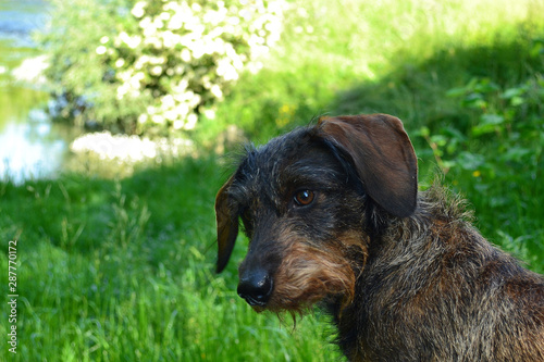 teckel nain à poils durs, petit chien