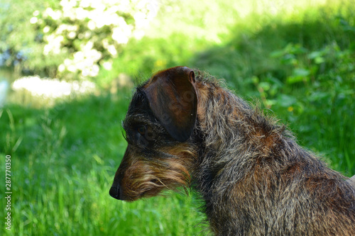 teckel nain à poils durs, petit chien photo