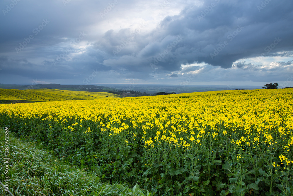 Canola Fields Under Stormy Sky