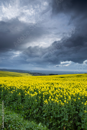 Canola Fields Under Stormy Sky