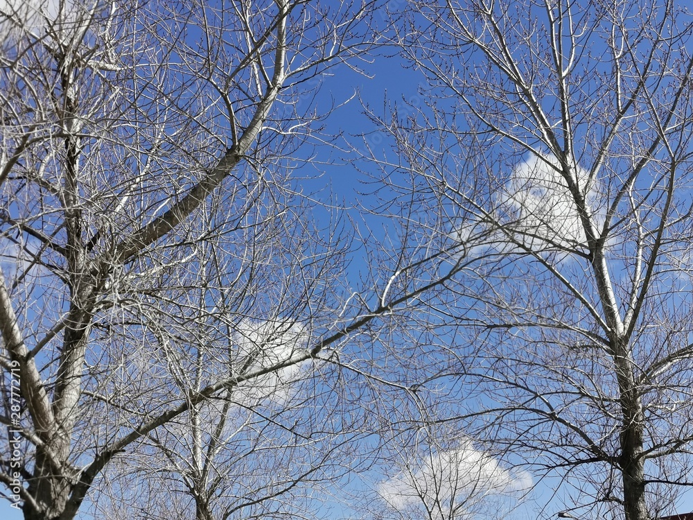 branches of a tree against blue sky branches of a tree against blue sky