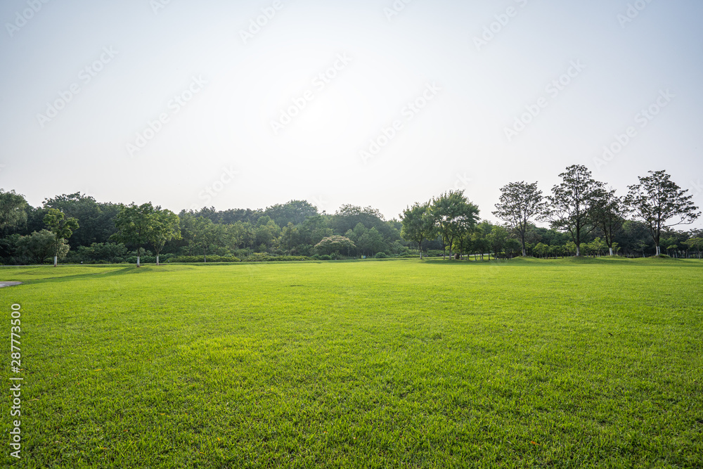 Obraz premium green lawn
