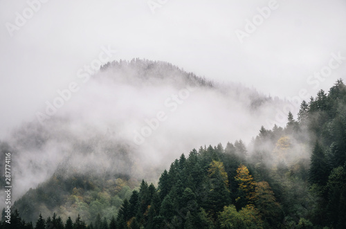 Snowy trees in a fog cloud on the mountain, Evergreen Forest in winter, Racha, Georgia