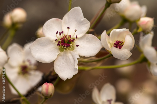 The pear flowers blooming in spring