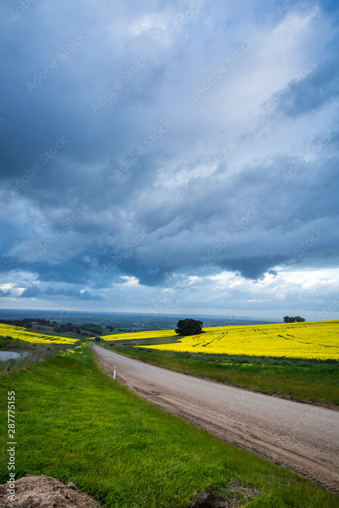Obraz premium Canola Fields Under Stormy Sky