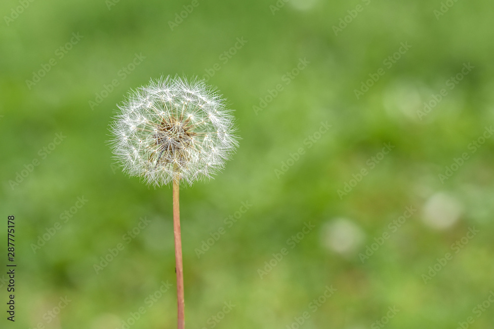 Obraz premium beautiful flower on green background