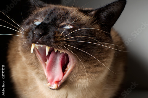 Siamese angry cat with open mouth. Evil animal