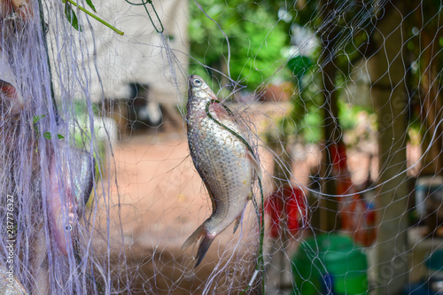 Fish caught in the nets, Fish caught in the nets from Thailand country