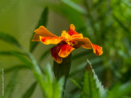 Natural Marigold flower in garden, during summer in Romania