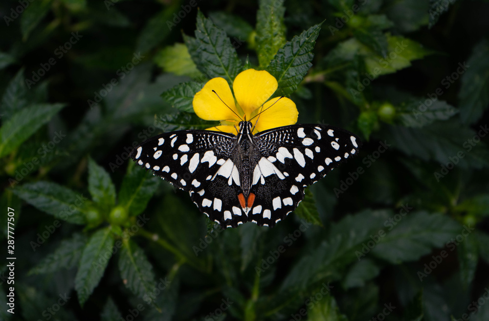 Butterfly on Flower