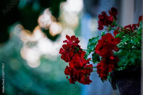 red flowers in a vase