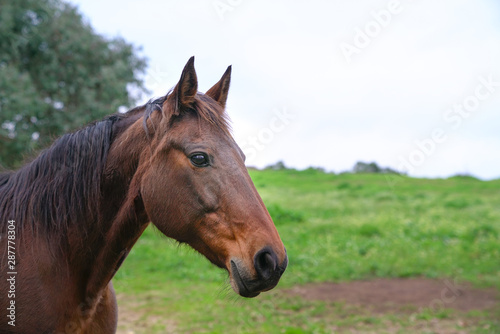 Horse head portrait  against green grass background.