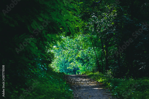 forest with sun ray of light