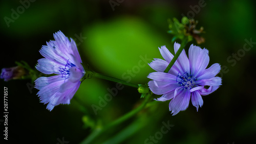 blue flower on green background