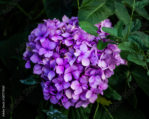 purple flowers on black background
