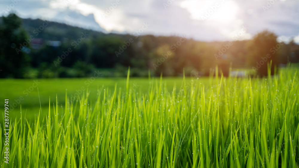 Steamed rice planted with water droplets on the background of the rice field in warm light. Steamed rice planted with water droplets on the background of the rice field in warm light.