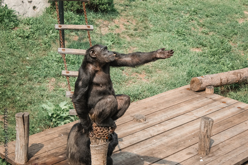 brown monkey in zoo