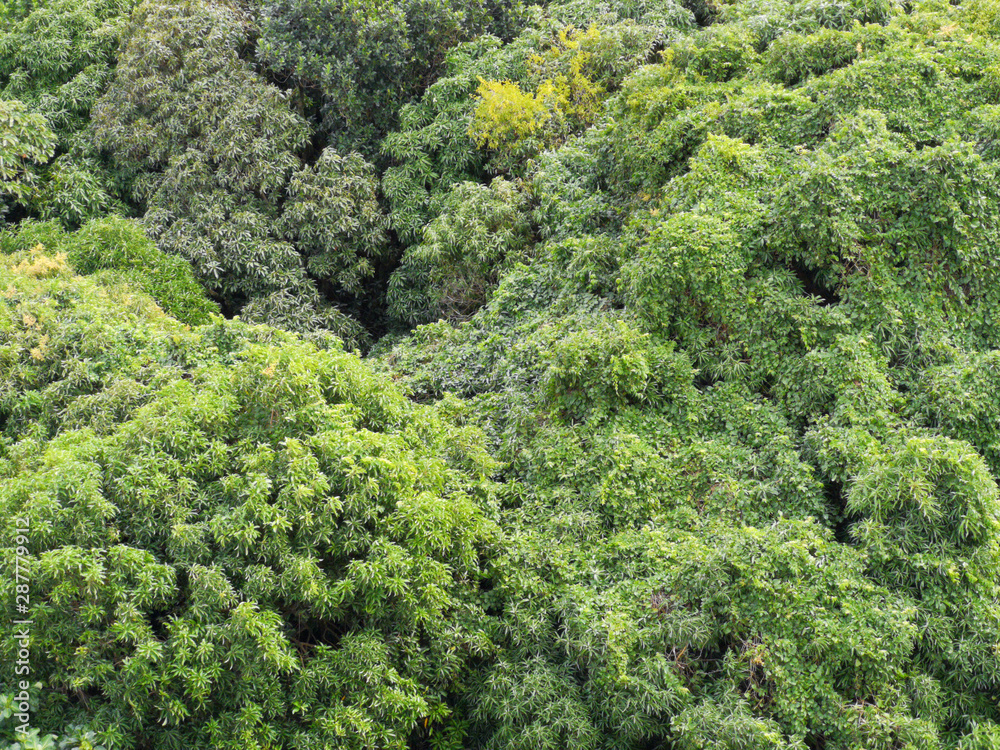 Rainforest tree canopy