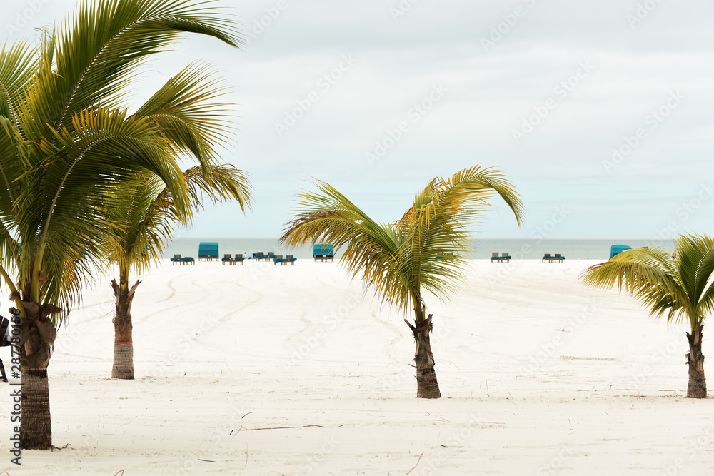 An endless deserted beach with palm trees and white sand and a number of lounge chairs for relaxation. paradise vacation. Florida. USA. An endless deserted beach with palm trees and white sand and a number of lounge chairs for relaxation. paradise vacation. Florida. USA.