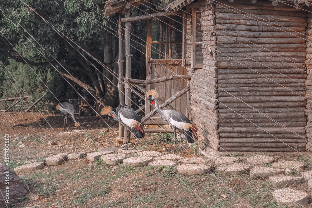 Naklejka premium birds around the house