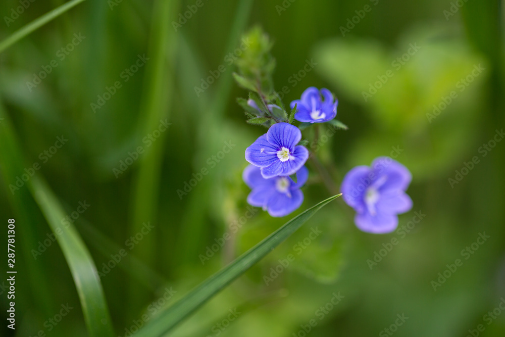 Spring flowers in blue in green grass Spring flowers in blue in green grass