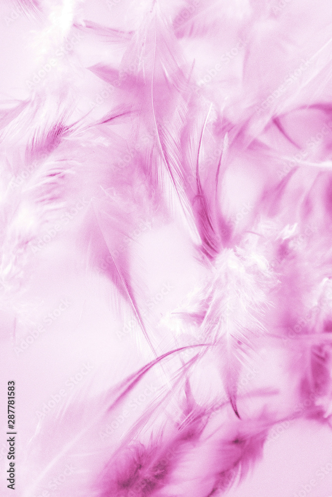 Beautiful abstract texture close up color white purple and pink feathers background and wallpaper Beautiful abstract texture close up color white purple and pink feathers background and wallpaper