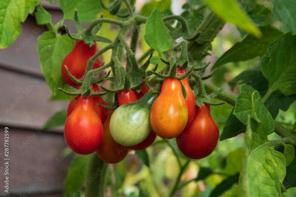 A bunch of red tomatoes on a plan with leaves A bunch of red tomatoes on a plan with leaves