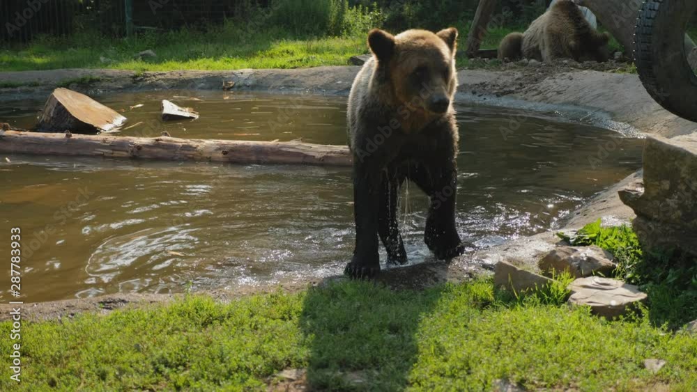 A brown bear shakes off water after swimming in a small pond at a zoo. Slow-motion shot A brown bear shakes off water after swimming in a small pond at a zoo. Slow-motion shot