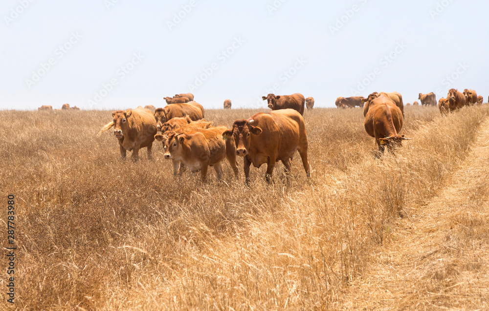 Una manada de vacas con sus terneros pastan en el campo