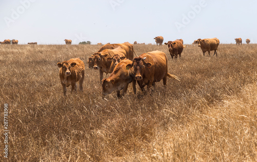 Fototapeta Naklejka Na Ścianę i Meble -  Una manada de vacas con sus terneros pastan en el campo