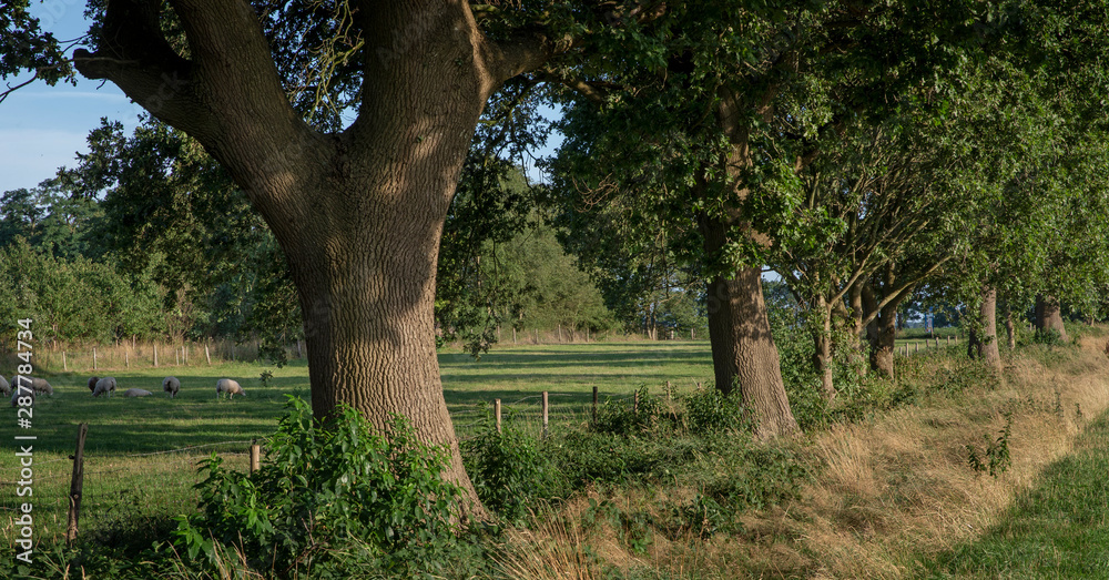 Steenwijk Overijssel Netherlands. Old oak trees Steenwijk Overijssel Netherlands. Old oak trees