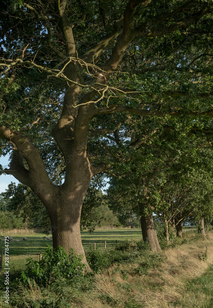 Steenwijk Overijssel Netherlands. Old oak trees Steenwijk Overijssel Netherlands. Old oak trees