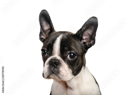 Boston terrier puppy isolated on white for copy space use - studio shot © bubutu