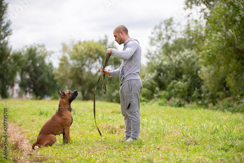 A man with a dog. American Staffordshire Terrier with the owner for a walk. Amstaf executes the command