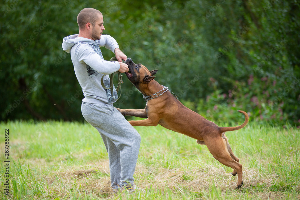 A man with a dog. American Staffordshire Terrier with the owner for a walk. Amstaf plays a man in nature A man with a dog. American Staffordshire Terrier with the owner for a walk. Amstaf plays a man in nature
