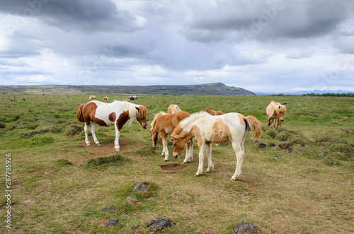 Iceland  iceland horses  horses  wildlife  unesco  europe