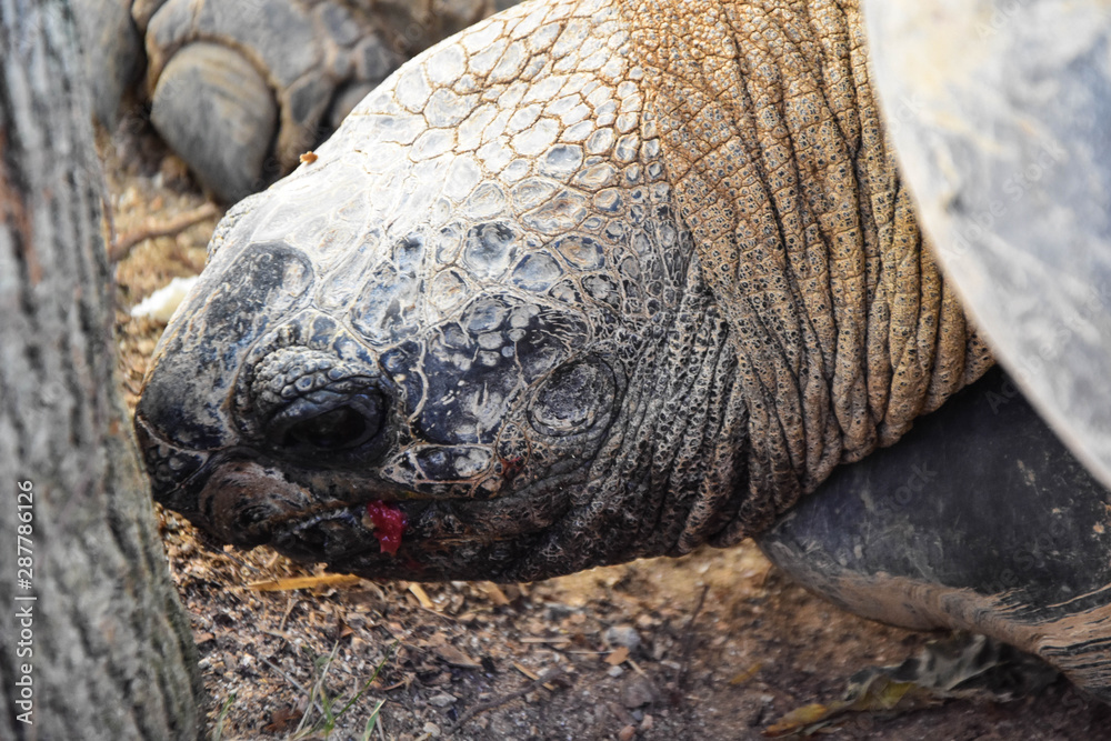 old turtle, neck and face detail