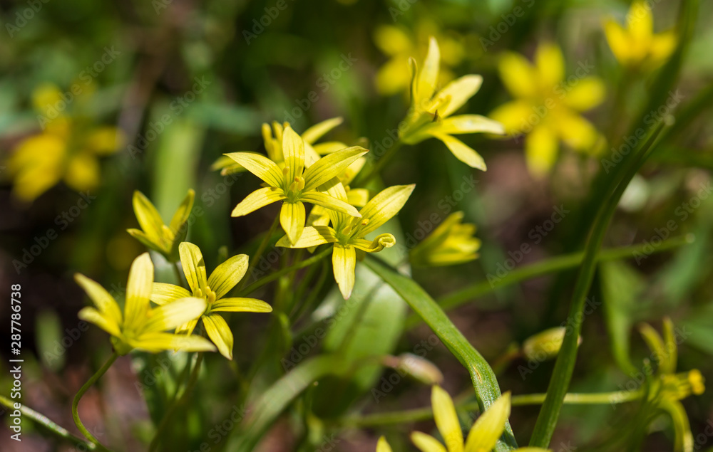 Small yellow flower in nature Small yellow flower in nature
