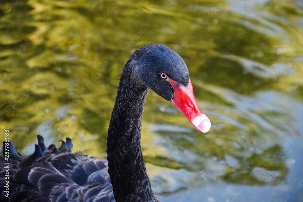 Obraz premium black swan floating on the lake