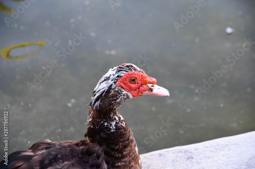 muscovy duck or scientific name  anatra muta