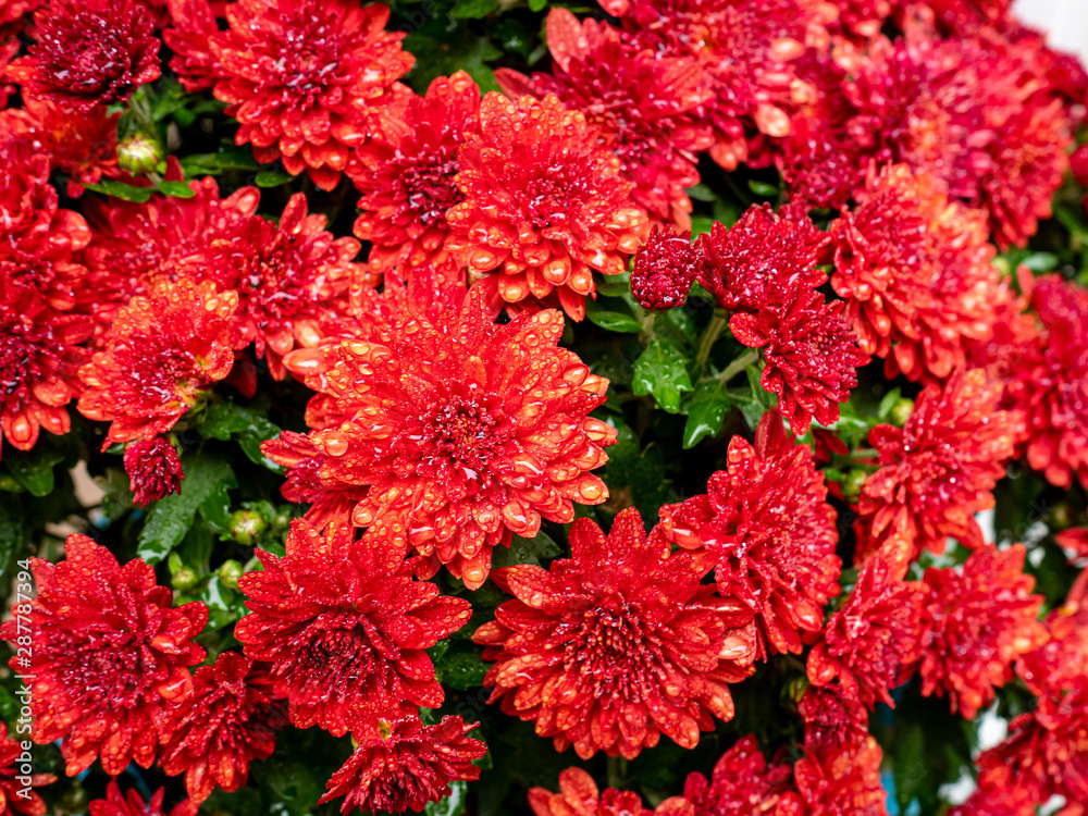 close view of red chrysanthemums after the rain in the fall