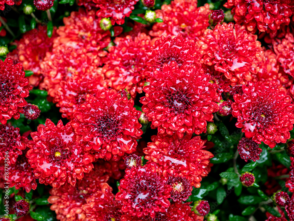 close view of red chrysanthemums after the rain in the fall close view of red chrysanthemums after the rain in the fall