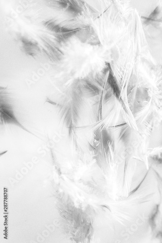 Fototapeta Naklejka Na Ścianę i Meble -  Beautiful abstract close up color black and white feathers background and wallpaper