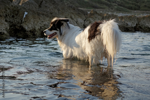 HUND AM MEER . DOG IN THE SEA