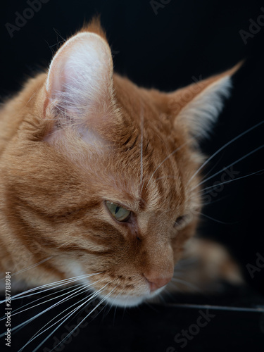 Beautiful red cat closeup on black background.