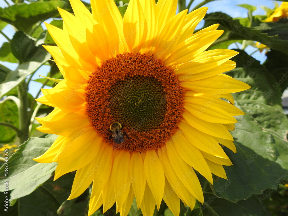 Obraz premium A drone on a sunflower flower
